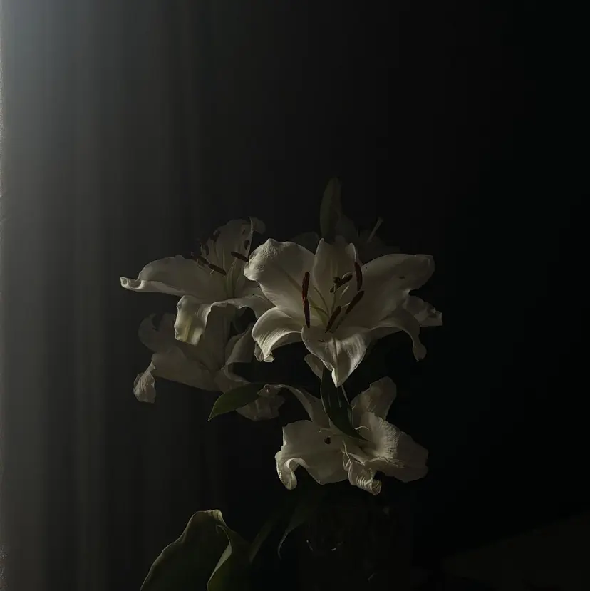 Lillion sakiの掲載