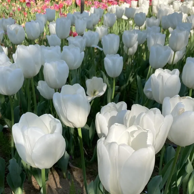 shio ♡ 12・1月予約受付中の掲載