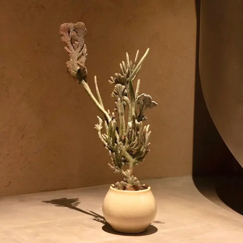 YENI azumi  蔵前の掲載