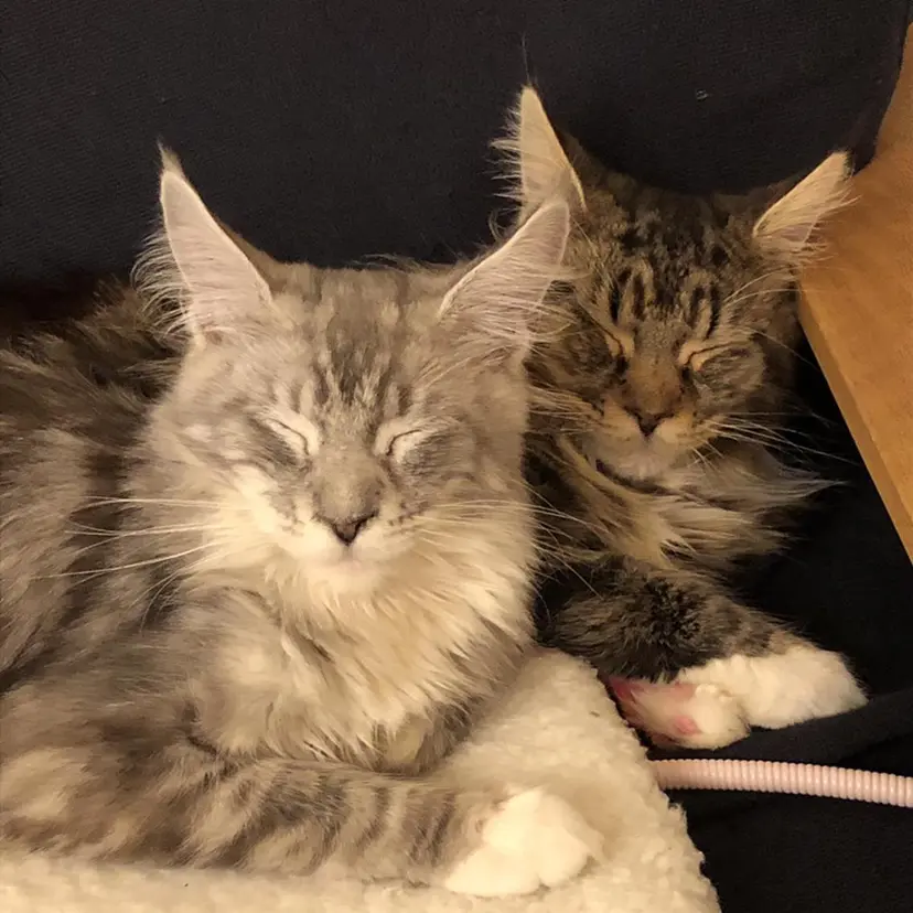 🐱美容鍼・整体 SBHメディカル👍の掲載