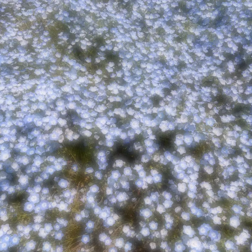 yumeha ‎✿  ‎の掲載