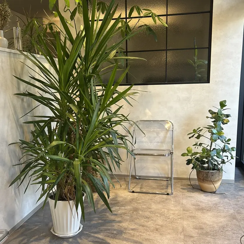 🍎玉寄 里帆 （タマヨセ リホ）の掲載