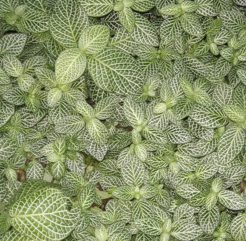 メンズスタイル/ カラー/Roiの掲載