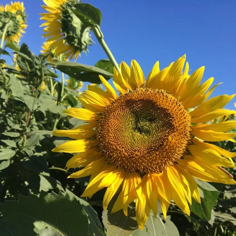 Kono Nanamiの掲載