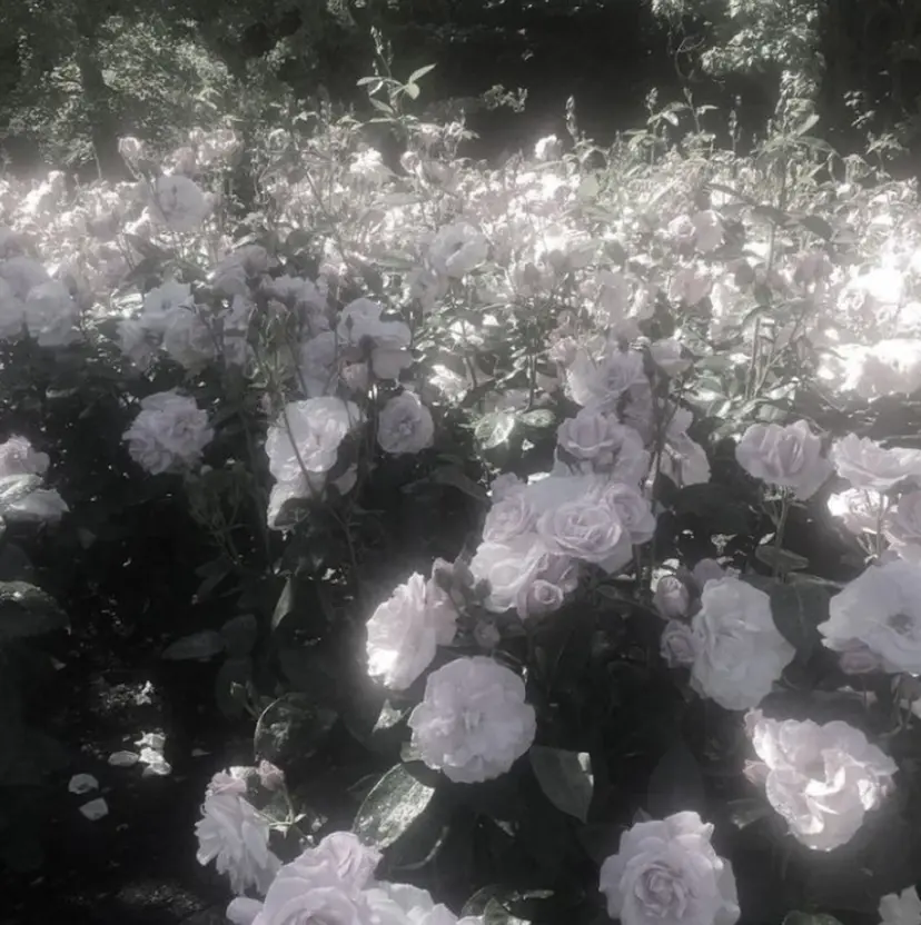 Leere mimi ‪‪/ aoiの掲載