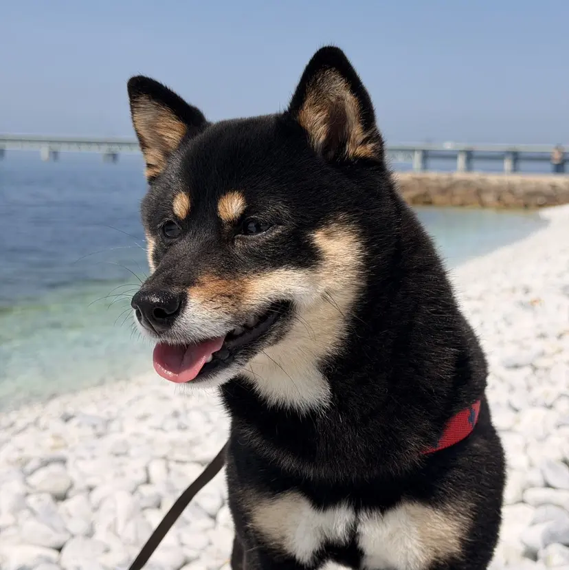 東心斎橋☆豆柴 🐾倶楽部の掲載
