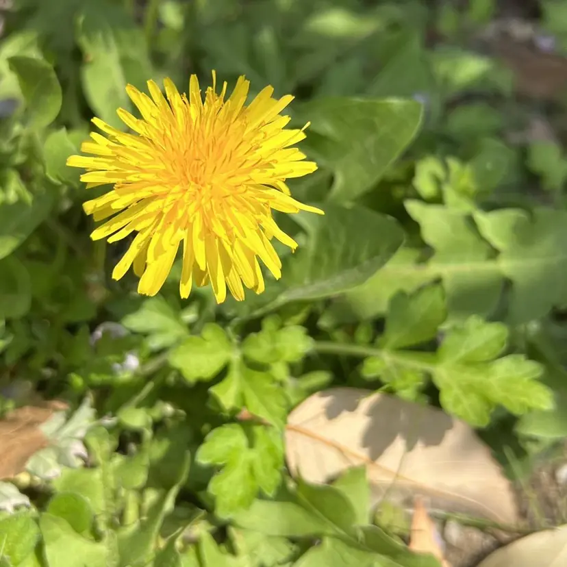 メンズモデル募集中 佐々木 雪乃の掲載