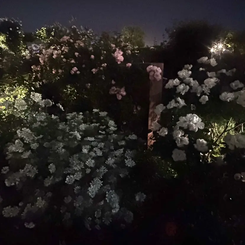 hayu ⭐︎の掲載