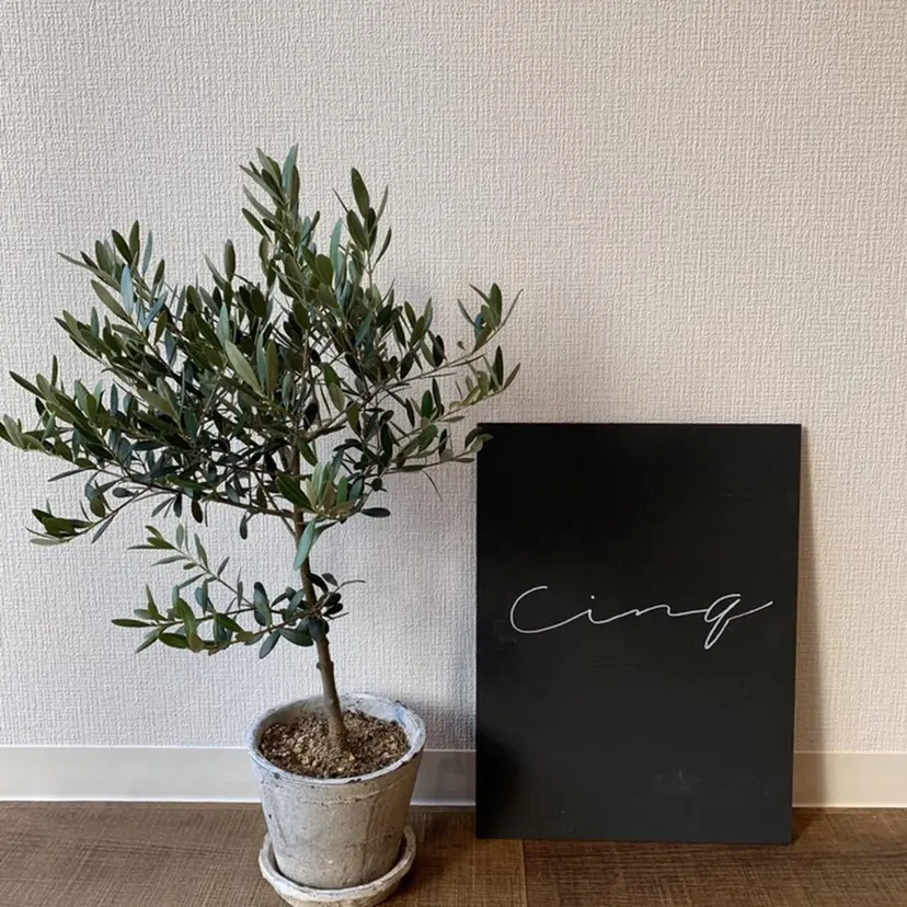 cinq　naomi .の掲載