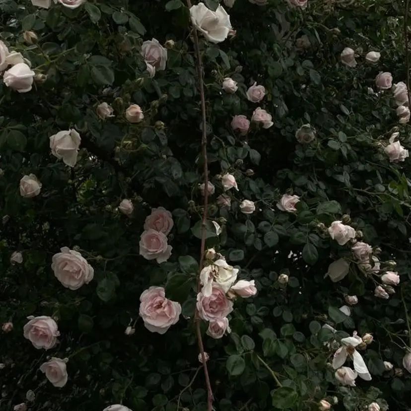 riho🎀 / 梅田美容室の掲載