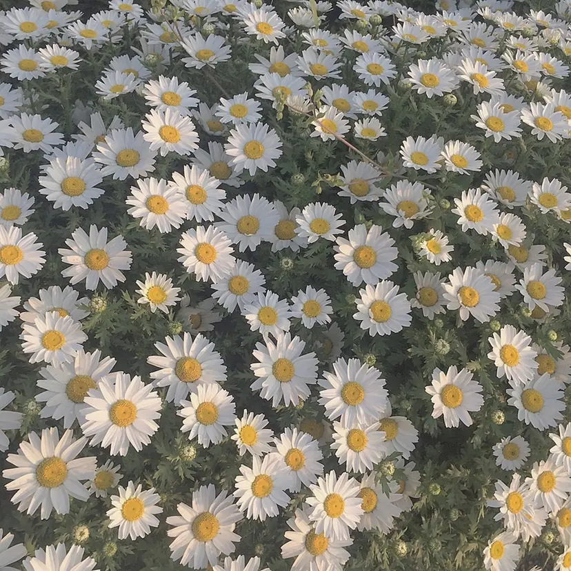 🎀SEIA🎀 横浜🐈‍⬛ྀི💞の掲載