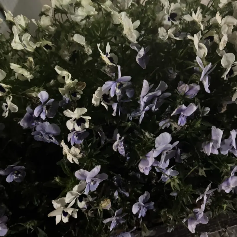 🍒 AIMI 🍒の掲載