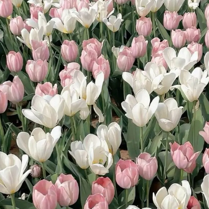 韓国レイヤー/暖色 カラー/KOTONEの掲載