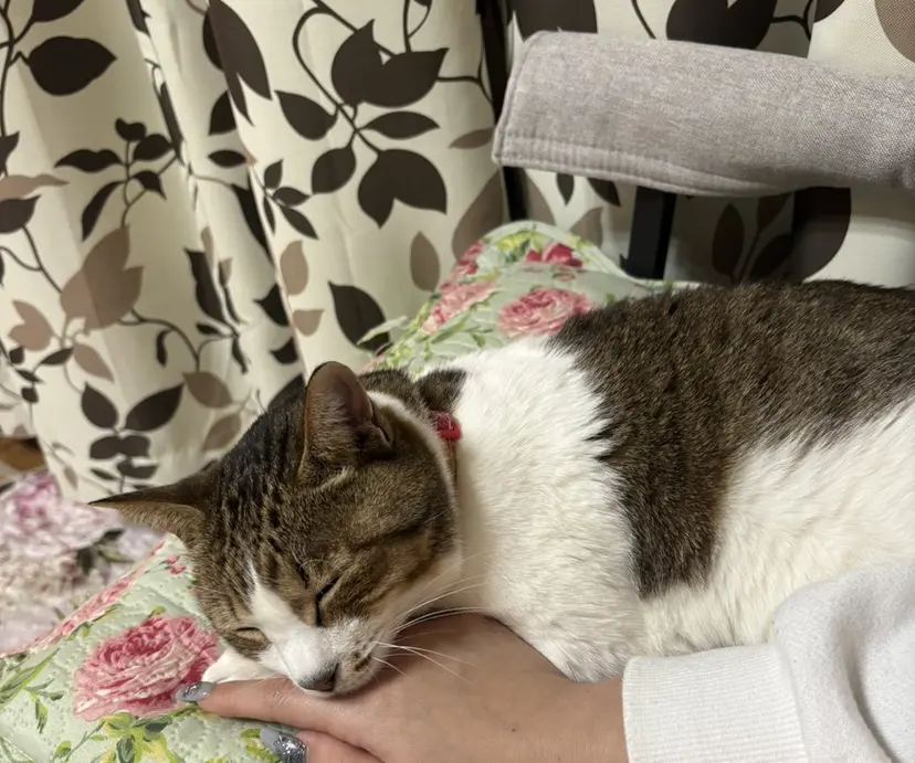 プレシア赤坂 ERIの掲載