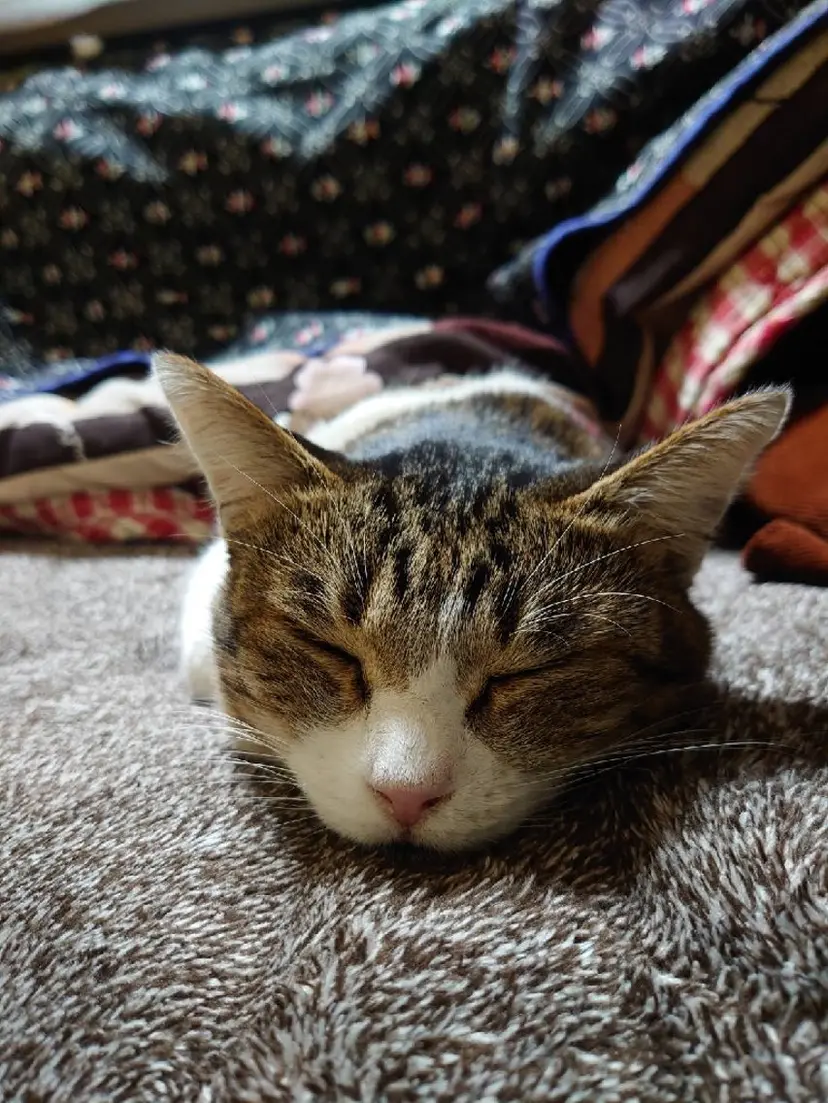 後藤/筑紫野ゆめ タウン/ボブの掲載