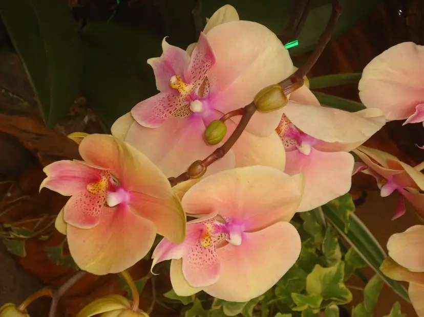 上質髪🪐 AIRI🪷‧₊˚の掲載