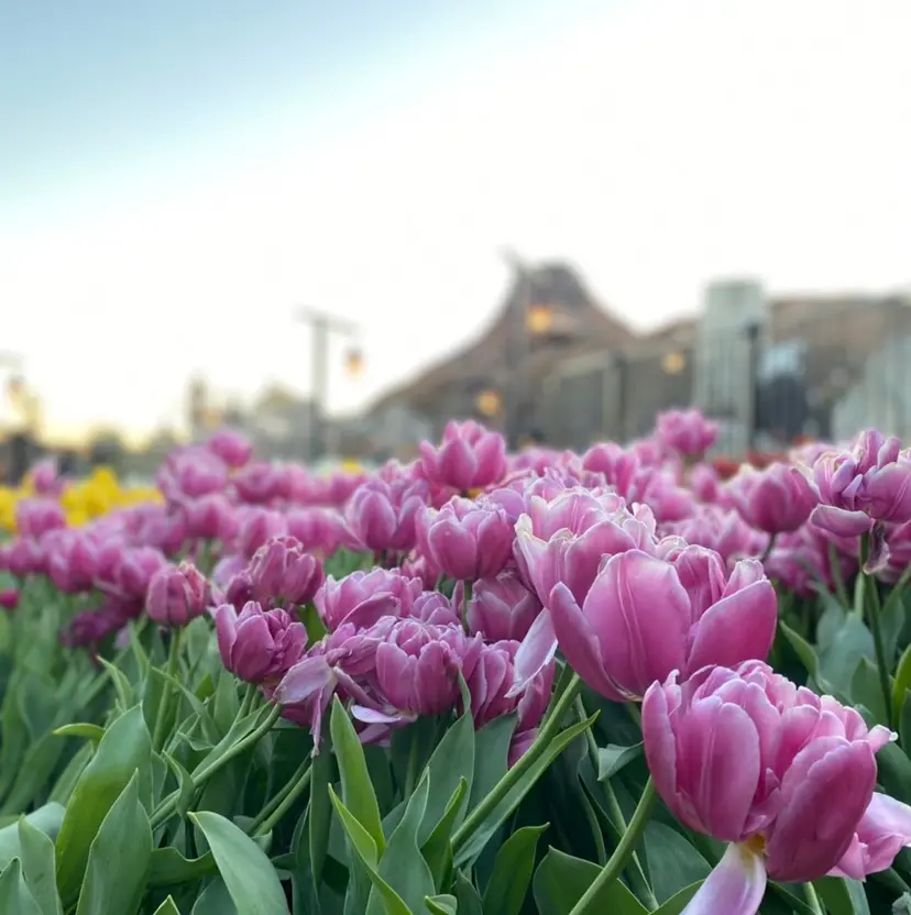 石上 由季の掲載