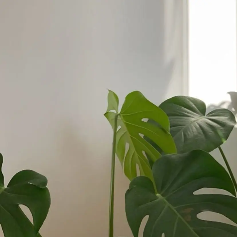 riko／ SYS by fitの掲載