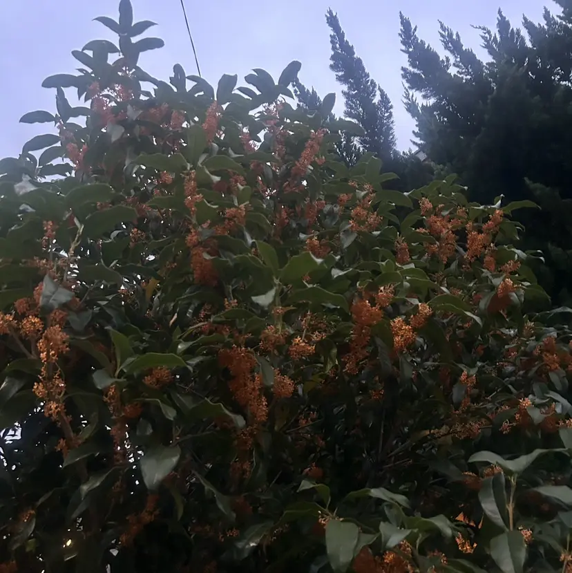 メンズカット🍀 かねだしおりの掲載