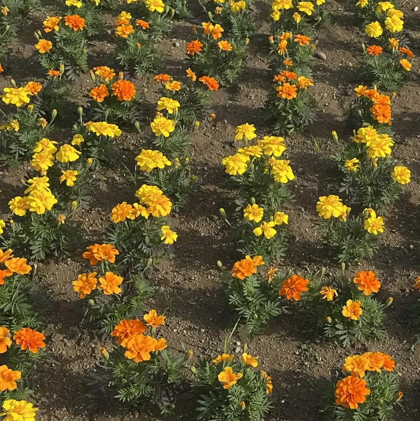 HOSHI ⭐️辻堂 /藤沢ガーリーネイルの掲載