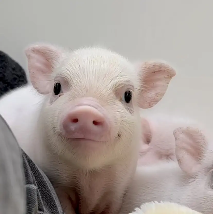 アンジェリック、 アンジュベルaikoの掲載