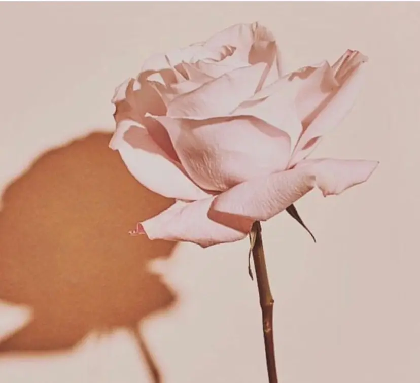 yui nishiwakiの掲載