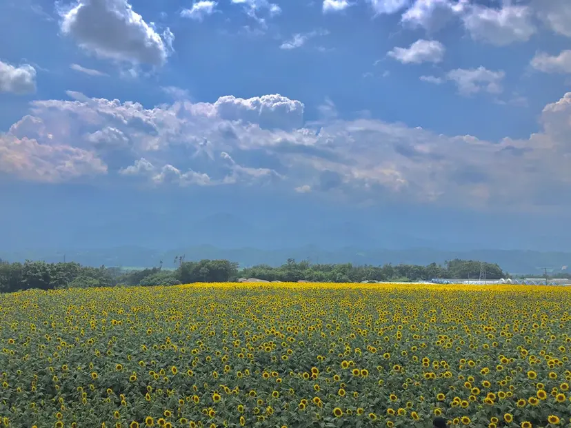 MAQUIA 名取の掲載