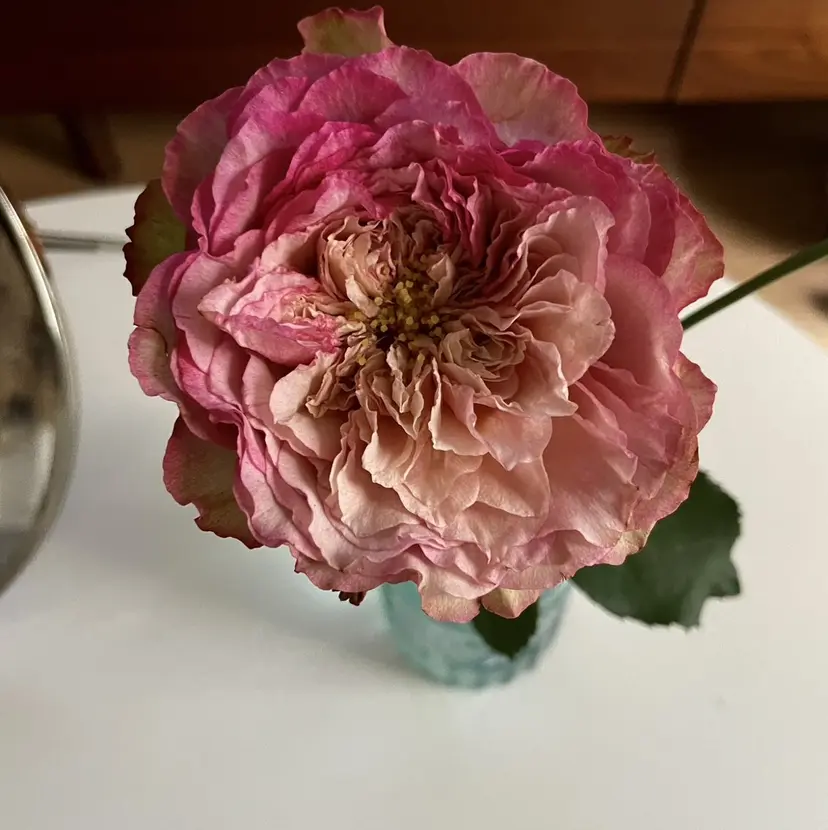 ボブパーマ レイヤー 岩波ゆい🪑の掲載