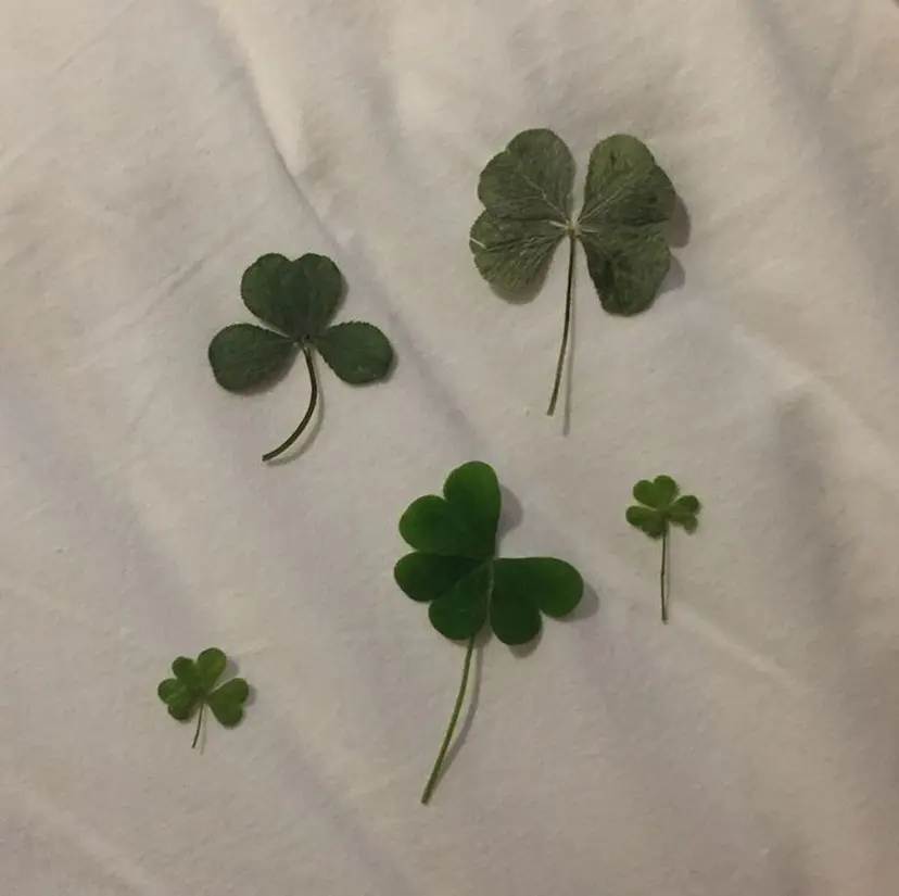 loveday RISAの掲載