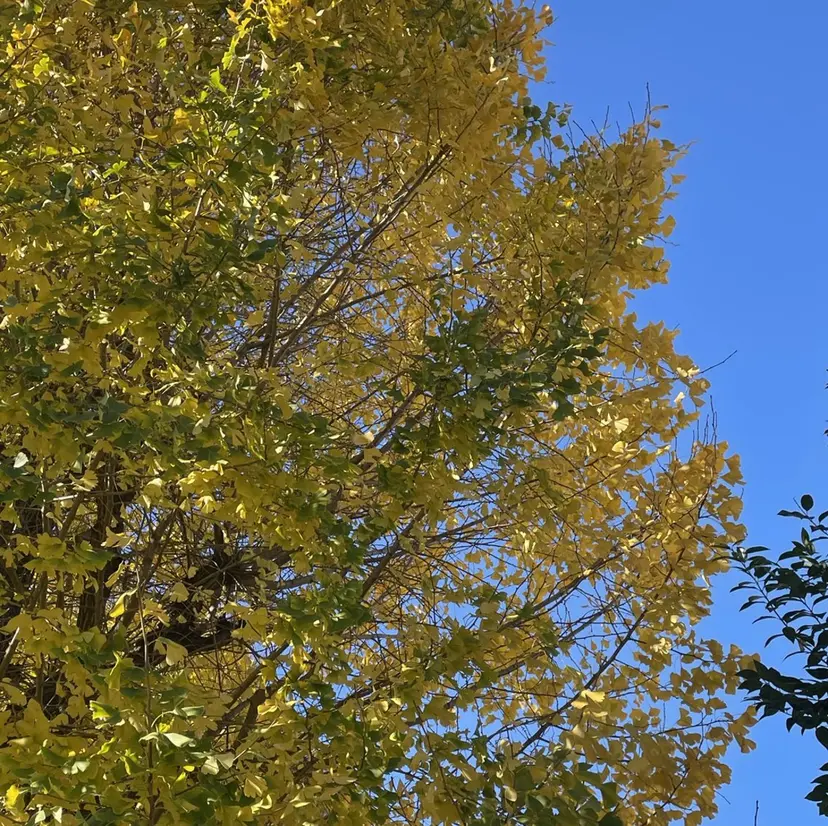 🌿長尾俊汰🌿 透明感カラーの掲載