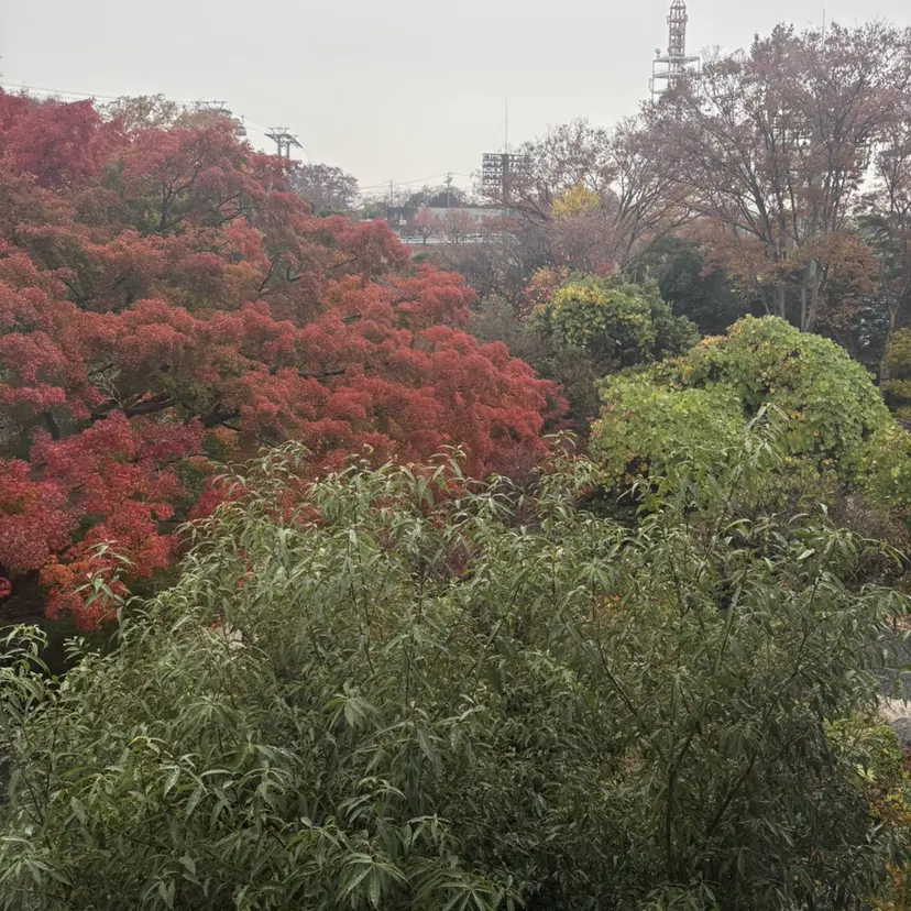 中村 日向大の掲載