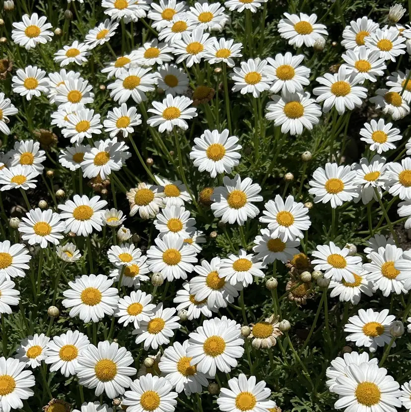 二階堂 晴菜の掲載