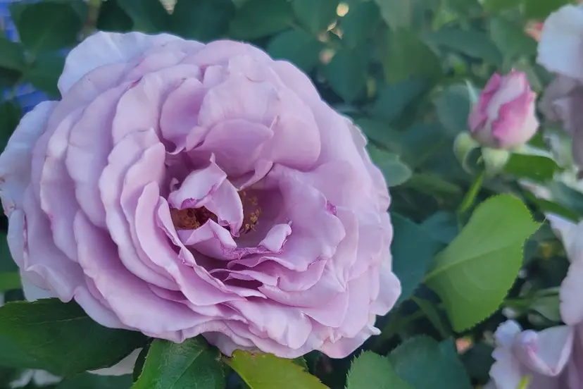 アンビアンテ 🐰 大山の掲載