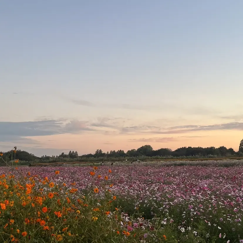 北川 茉奈の掲載