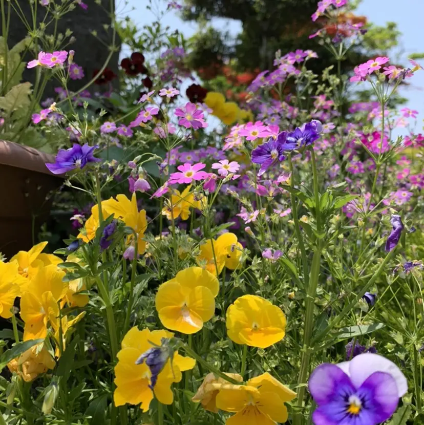 柴田 結衣の掲載