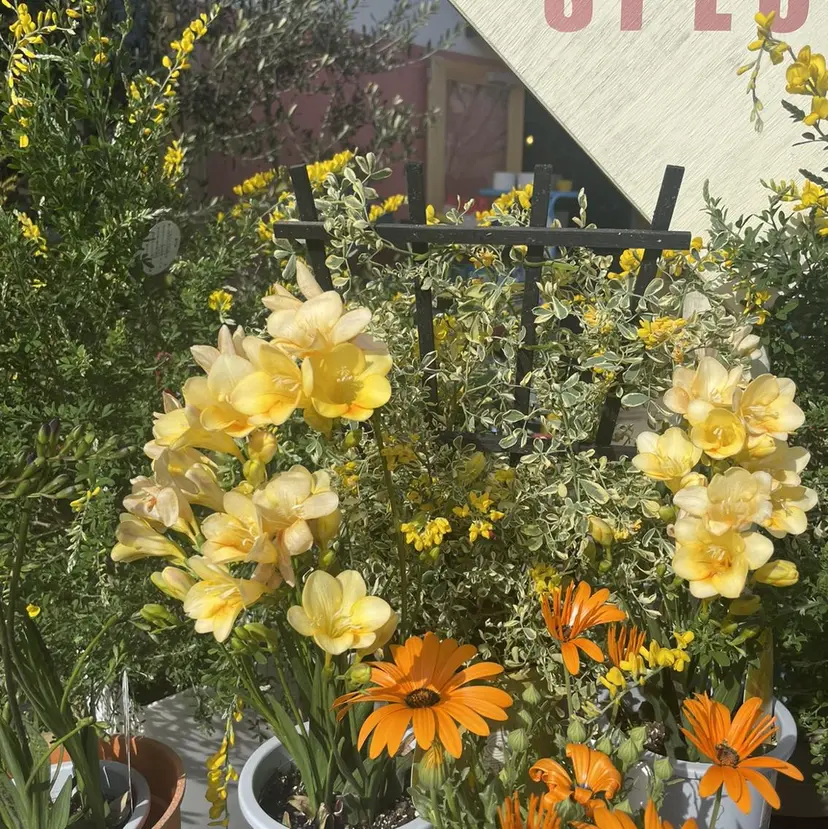 田中 陽菜乃の掲載