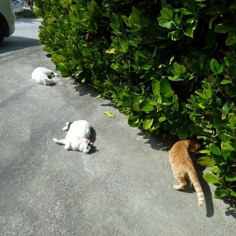 🍀透明感ナチュラル カラー🍀じゅんの掲載