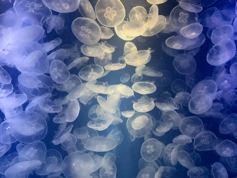 白金台カラーリスト あきよしの掲載