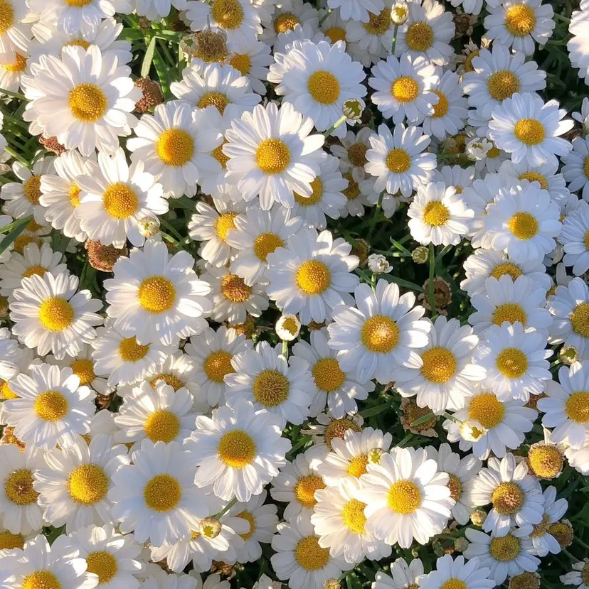 PADOU_ IORIの掲載