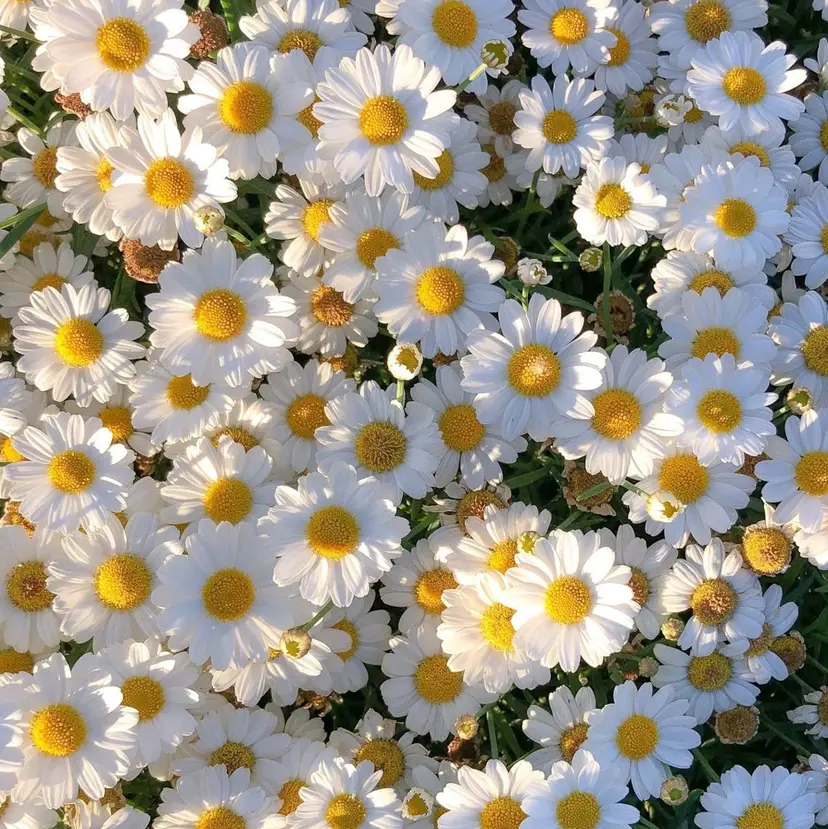 vim lash立川 REAの掲載