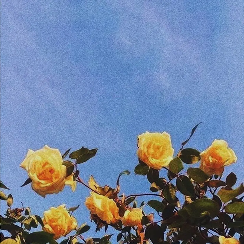 TELAHAIR HASEGAWAの掲載