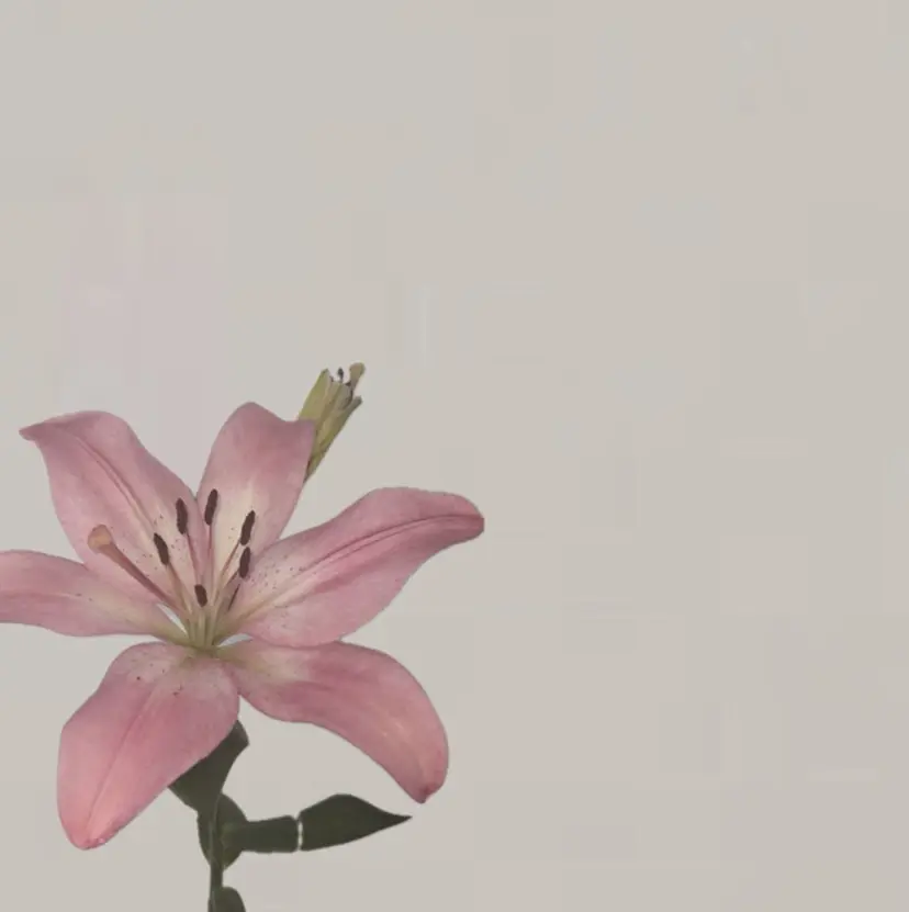 Lucas髪質改善 natsukiの掲載