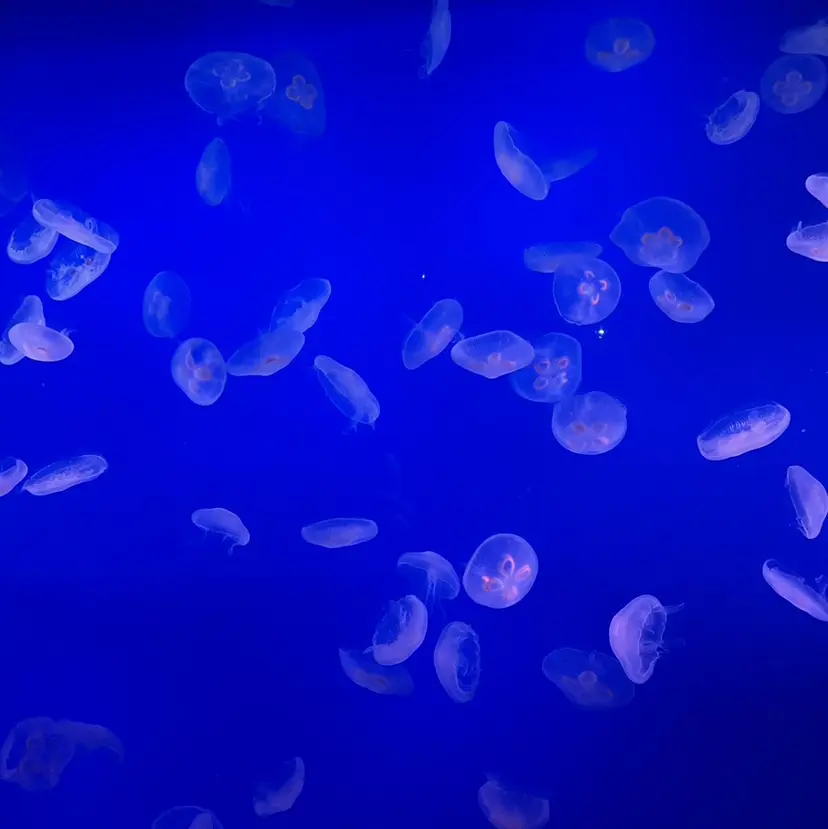 ボブカット/艶カラー /Harukaの掲載