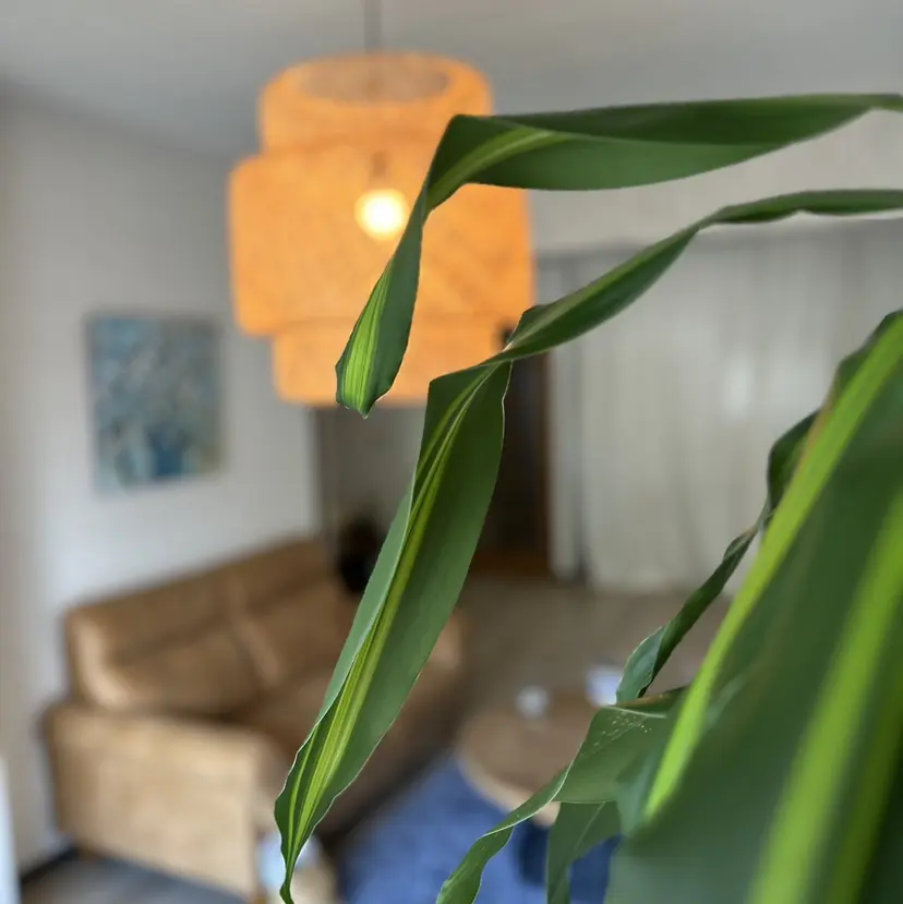 oyam オヤムの掲載