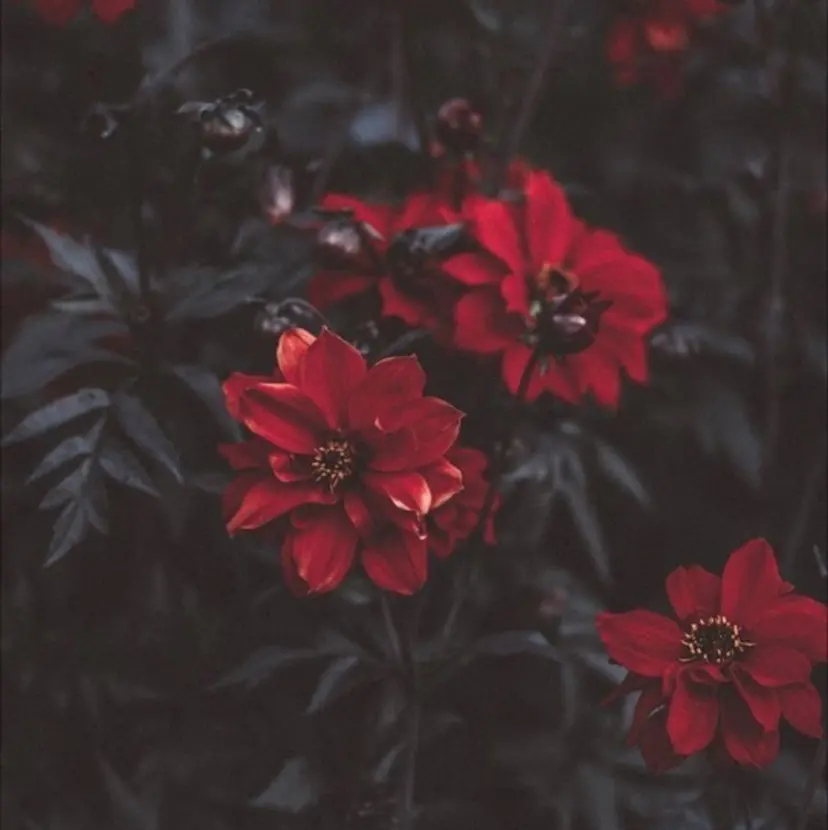 Ann./艶髪 /レイヤーカットの掲載