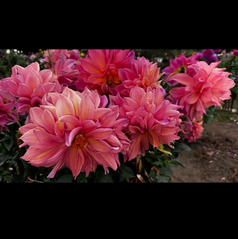 𖥔 ݁ ˖✿₊˚⊹ ソウ🌻の掲載