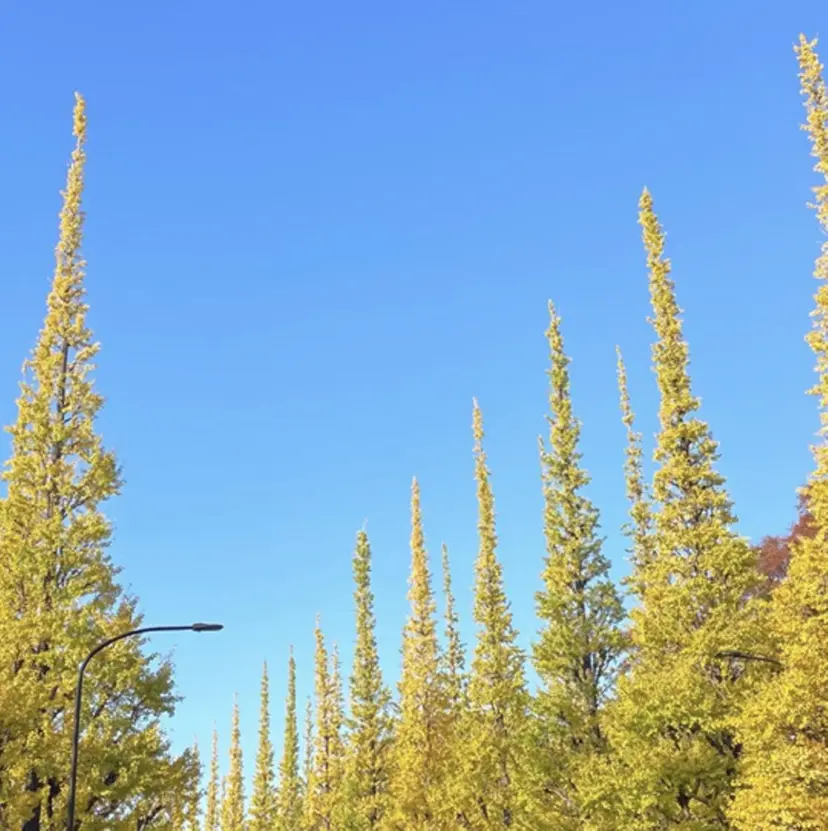 瀬尾 香乃子の掲載