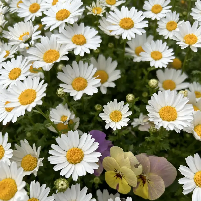 癒縁〜🍃 Yuria🫧の掲載