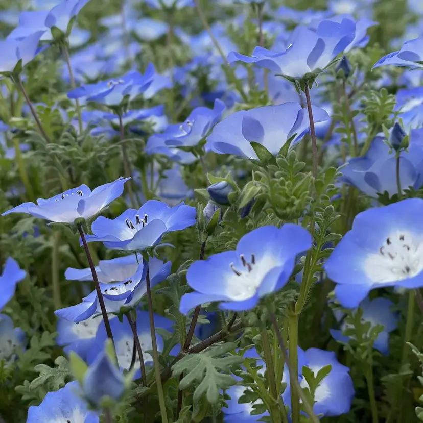 大橋 風花の掲載
