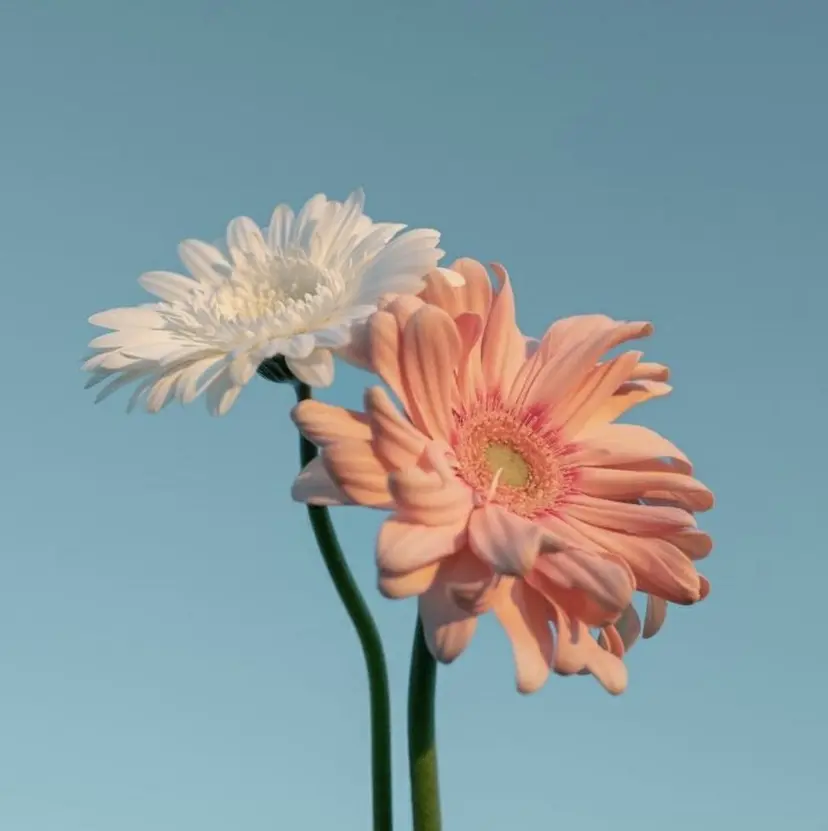 terajima yukiの掲載